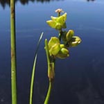 Scheuchzeria palustris - Blasenbinse