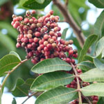 Schinus terebinthifolius - Brasilianischer Pfefferbaum, Rosa Pfeffer