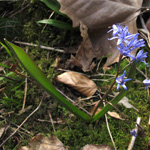 Scilla bifolia - Zweiblättriger Blaustern
