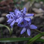 Scilla bifolia - Zweiblättriger Blaustern