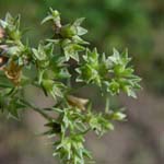 Scleranthus annuus - Einjähriger Knäuel