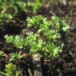 Scleranthus polycarpos - Triften-Knäuel