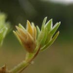Scleranthus polycarpos - Triften-Knäuel