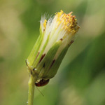 Senecio vulgaris - Gewöhnliches Greiskraut