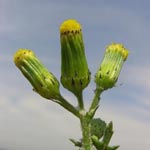 Senecio vulgaris - Frühlings Greiskraut