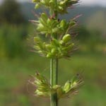 Setaria verticillata - Quirlige Borstenhirse