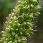 Setaria verticillata - Quirlige Borstenhirse