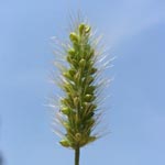Setaria viridis - Grüne Borstenhirse
