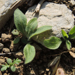 Silene latifolia subsp. alba - Weiße Lichtnelke