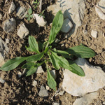 Silene latifolia subsp. alba - Weiße Lichtnelke