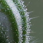 Silene noctiflora - Acker-Lichtnelke