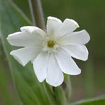 Silene latifolia ssp. alba - Weiße Lichtnelke