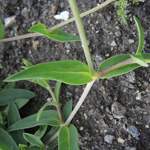 Silene vulgaris - Taubenkropf-Leimkraut