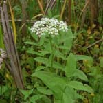 Sium latifolium - Breitblättriger Merk