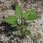 Solanum dulcamara - Bittersüßer Nachtschatten