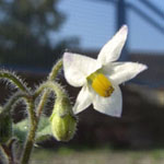 Solanum nigrum subsp. schultesii - Behaarter Schwarzer Nachtschatten