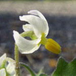 Solanum nigrum subsp. schultesii - Behaarter Schwarzer Nachtschatten