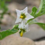 Solanum physalifolium - Argentinischer Nachtschatten
