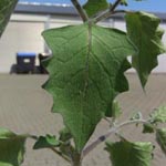 Solanum schultesii - Haariger Schwarzer Nachtschatten