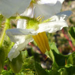 Solanum sisymbriifolium - Raukenblättriger Nachtschatten