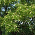 Sophora japonica - Japanischer Schnurbaum