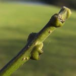 Sophora japonica - Japanischer Schnurrbaum