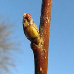Sorbus latifolia - Breitblättrige Mehlbeere