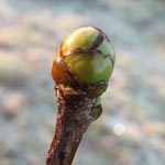 Sorbus torminalis - Elsbeere