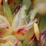 Sorghum bicolor - Mohrenhirse
