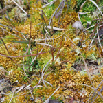 Torfmoose (Sphagnum) Sphagnum compactum
