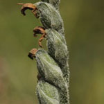 Spiranthes spiralis - Herbst-Drehwurz