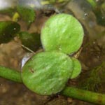 Spirodela polyrhiza - Vielwurzelige Teichlinse