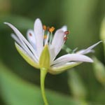 Stellaria graminea - Gras-Sternmiere