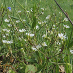 Stellaria graminea - Gras-Sternmiere