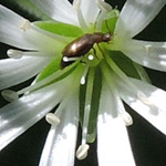 Stellaria nemorum - Hain-Sternmiere