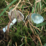 Stropharia caerulea - Grünblauer Träuschling