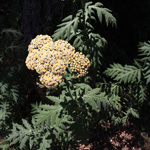 Tanacetum macrophyllum - Großblättrige Wucherblume