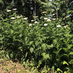 Tanacetum macrophyllum - Großblättrige Wucherblume