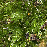 Taxiphyllum wissgrillii - Eibenblättriges Gurkenmoos