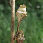 Tellima grandiflora - Falsche Alraunenwurz