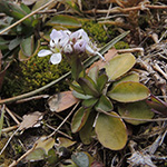 Noccaea caerulescens ssp. sylvestris - Galmei-Hellerkraut