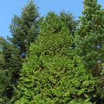 Thuja plicata - Riesen-Lebensbaum