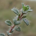 Thymus praecox - Frühblühender Thymian