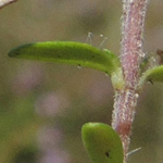 Thymus serpyllum - Sand-Thymian