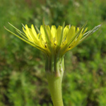 Tragopogon dubius - Großer Bocksbart