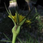 Tragopogon minor - Kleiner Bocksbart