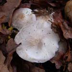Tricholoma argyraceum - Gilbender Erdritterling