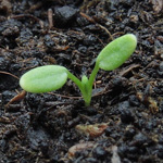 Trifolium arvense - Hasen-Klee