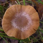 Tubaria furfuracea - Gewöhnlicher Trompetenschnitzling