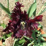 Tulpe (Sorte) - Tulipa 'Black Parrot'
